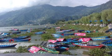 जलकुम्भिले ढाक्यो फेवाताल