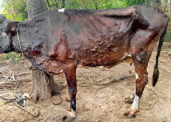गाईभैँसीमा लम्पी स्किनको महामारी