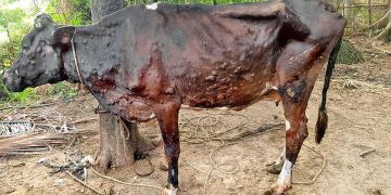 गाईभैँसीमा लम्पी स्किनको महामारी