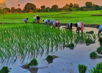 गण्डकीमा ६७ प्रतिशत  रोपाइँ