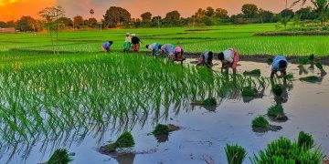 गण्डकीमा ६७ प्रतिशत  रोपाइँ