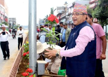 पोखराको सडक डिभाइडरमा वृक्षारोपण कार्यक्रम