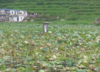 कमलपोखरीको धार्मिक  तथा पर्यटकीय महत्त्व