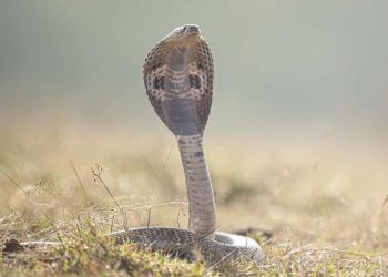 नागपञ्चमी पर्व परम्पराअनुसार नागको पूजा गरी मनाइयो