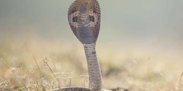 नागपञ्चमी पर्व परम्पराअनुसार नागको पूजा गरी मनाइयो