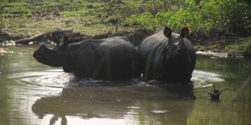कावासोतीमा गैडाको आक्रमण बाट महिलाको मृत्यु