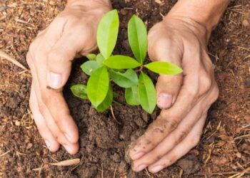 पोखरामा दुई लाखभन्दा बढी बिरुवा रोपिने