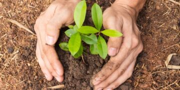 पोखरामा दुई लाखभन्दा बढी बिरुवा रोपिने