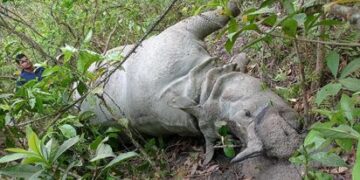 नवलपुरमा गैँडा र पाटे बाघ मृत फेला