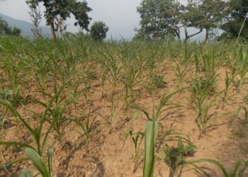 खडेरीले बाली सुक्न थाल्यो, किसान चिन्तित