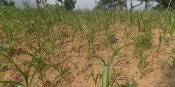 खडेरीले बाली सुक्न थाल्यो, किसान चिन्तित