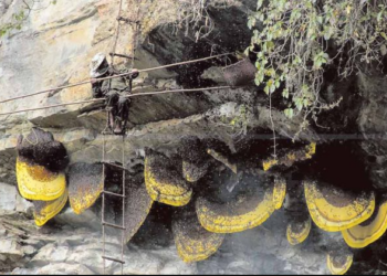 लान्द्रुकमा हनि हन्टिङ