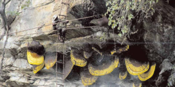 लान्द्रुकमा हनि हन्टिङ