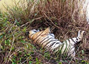 नवलपुरमा पछिल्लो ४ महिनामा ३ पाटे बाघको मृत फेला